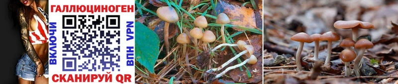 Псилоцибиновые грибы Psilocybe Лысково